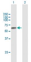 Anti-TPBG Mouse Polyclonal Antibody