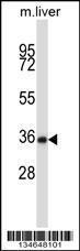 Anti-NEK6 Rabbit Polyclonal Antibody (FITC (Fluorescein Isothiocyanate))