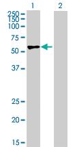 Anti-PTBP3 Mouse Polyclonal Antibody