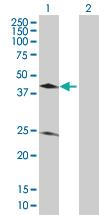 Anti-RBM22 Mouse Polyclonal Antibody