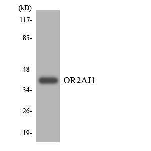 Western blot analysis of the lysates from HT 29 cells using Anti-OR2AJ1 Antibody