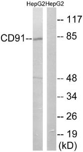 Anti-LRP1 Rabbit Polyclonal Antibody