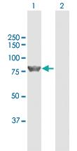 Anti-ZBED1 Rabbit Polyclonal Antibody