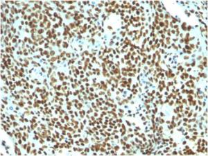 Immunohistochemical analysis of formalin-fixed, paraffin-embedded human tonsil using Anti-Nuclear Antigen Antibody [NM106]