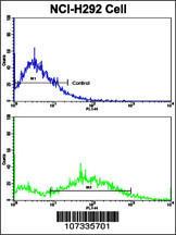 Anti-CCNE1 Rabbit Polyclonal Antibody (PE (Phycoerythrin))