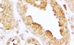 Anti-S1PR3 Antibody (A84673) (2 µg/ml) staining of paraffin embedded Human Kidney. Steamed antigen retrieval with citrate buffer pH 6, HRP-staining