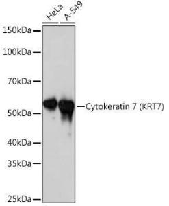 Antibody A307787-100 100 µl