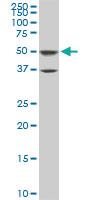 Anti-PTBP3 Mouse Monoclonal Antibody [clone: 4C9]