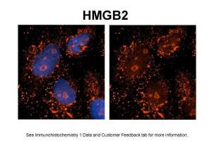 Anti-HMGB2 Rabbit Polyclonal Antibody