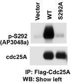 Anti-CDC25A Rabbit Polyclonal Antibody (AP (Alkaline Phosphatase))