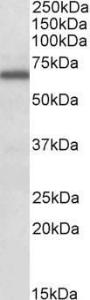 Anti-FMRP Antibody (A84674) (0.3 µg/ml) staining of Kelly lysate (35 µg protein in RIPA buffer). Primary incubation was 1 hour. Detected by chemilu minescence