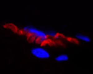 Bungarotoxins and fluorescent bungarotoxin conjugates