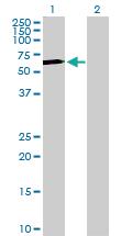 Anti-S1PR1 Rabbit Polyclonal Antibody