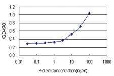 Anti-CLEC2D Antibody Pair