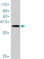 Anti-TCF7L2 Mouse Polyclonal Antibody