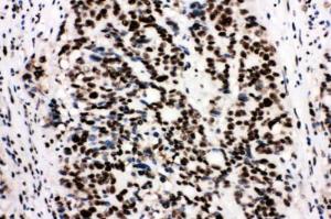 Anti-Ku80 Rabbit Polyclonal Antibody