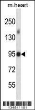 Anti-Mlk4 Rabbit Polyclonal Antibody (APC (Allophycocyanin))