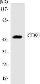 Western blot analysis of the lysates from HUVEC cells using Anti-CD91 Antibody