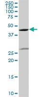 Anti-S1PR1 Rabbit Polyclonal Antibody