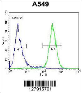 Anti-GTPBP8 Rabbit Polyclonal Antibody