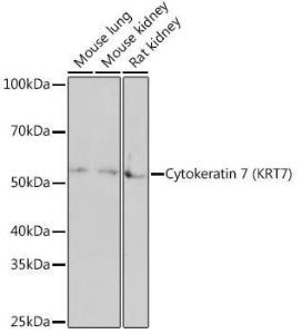 Antibody A307787-100 100 µl