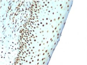 Immunohistochemical analysis of formalin-fixed, paraffin-embedded human tonsil using Anti-Nuclear Antigen Antibody [NM106]