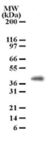 Anti-PGRP1B Mouse Monoclonal Antibody [clone: 186C426]