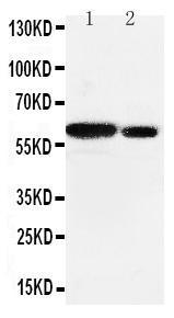 Anti-Src Rabbit Polyclonal Antibody