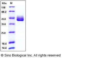 Recombinant (His Tag) Human IL12B Protein