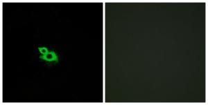 Immunofluorescence analysis of MCF7 cells using Anti-OR2A42 Antibody. The right hand panel represents a negative control, where the antibody was pre-incubated with the immunising peptide