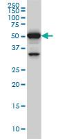 Anti-PTBP3 Mouse Monoclonal Antibody [clone: 4C9]