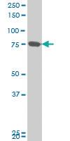 Anti-MFN2 Mouse Monoclonal Antibody [clone: 6A2]