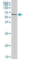 Anti-TIAM2 Mouse Polyclonal Antibody