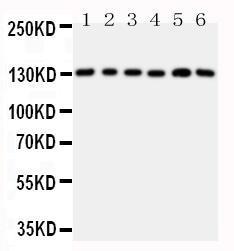 Anti-Thrombospondin 2 Rabbit Polyclonal Antibody