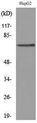 Western blot analysis of lysate from HepG2 cells using Anti-GPC3 Antibody