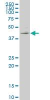 Anti-KLF1 Mouse Monoclonal Antibody [clone: 5G12]