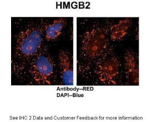 Anti-HMGB2 Rabbit Polyclonal Antibody