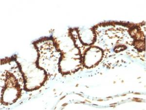 Immunohistochemical analysis of formalin-fixed, paraffin-embedded rat colon using Anti-Nuclear Antigen Antibody [NM106]