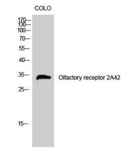 Western blot analysis of COLO cells using Anti-OR2A42 Antibody