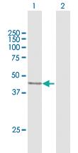 Anti-MEIS1 Mouse Polyclonal Antibody