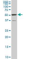 Anti-PTBP3 Mouse Monoclonal Antibody [clone: 4C9]