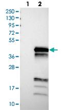 Anti-UBXN10 Rabbit Polyclonal Antibody