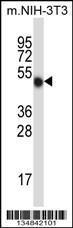 Anti-MLKL Rabbit Polyclonal Antibody (APC (Allophycocyanin))