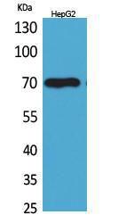 Western blot analysis of HepG2 cells using Anti-GPC3 Antibody