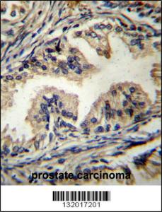 Anti-STAMBP Rabbit Polyclonal Antibody (Biotin)