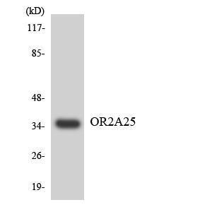 Western blot analysis of the lysates from HepG2 cells using Anti-OR2A25 Antibody