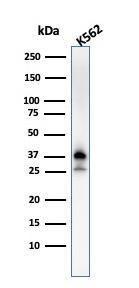 Western blot analysis of K562 cell lysate using Anti-Nucleophosmin Antibody [NPM1/3287]