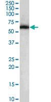 Anti-NONO Goat Polyclonal Antibody