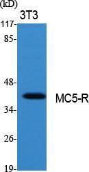 Anti-MC5 Receptor Rabbit Polyclonal Antibody