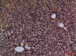 Immunohistochemical analysis of paraffin-embedded rat liver using Anti-GPC3 Antibody